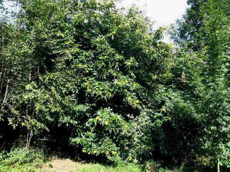  Image name: 04-castagno.jpg 
 width: 800 pixel 
 height: 600 pixel 
 Size: 69418 bytes 
 Click to enlarge 